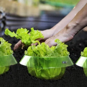 Snail Collars Snail Protection Rings Reusable Slug Plant Protection Collars Save Water for Protects Plants To Get Better